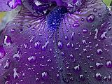 Wet Purple Iris Petal_P1130494